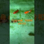 初心者金魚飼育 プラ舟60編　令和8年6月17日 朝の様子