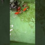 初心者金魚飼育 プラ舟60編　令和8年6月3日 朝の様子