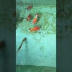 初心者金魚飼育 プラ舟60編　令和8年6月5日　朝の様子