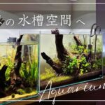 【アクアリウム】60cm水槽を徹底メンテ！照明追加で理想のレイアウトへ/Adding lighting will create the ideal layout. #087