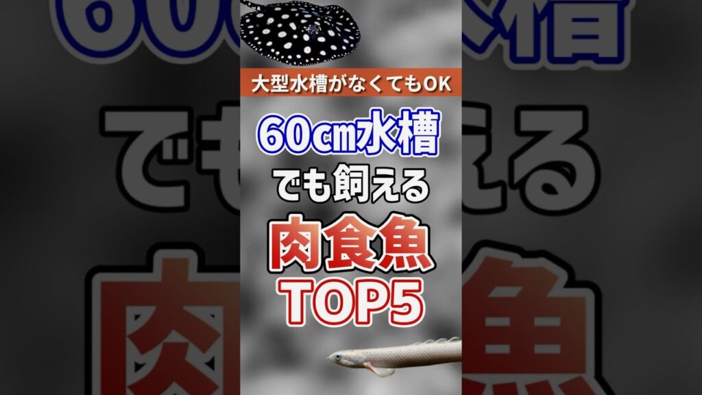 60cmTOP5-60cm