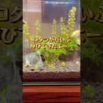 水槽立ち上げ7日目！ ご飯タイム🍚 #アクアリウム初心者