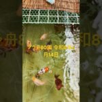 初心者金魚飼育 プラ舟80編 令和8年6月14 朝の様子