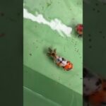 初心者金魚飼育 プラ舟80編　令和8年6月2日　朝の様子