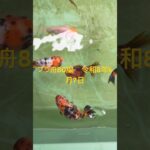 初心者金魚飼育 プラ舟80編　令和8年6月7日　朝の様子
