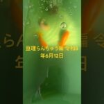 初心者金魚飼育 亘理らんちゅう編 令和8年6月12日 朝の様子