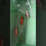 初心者金魚飼育 亘理町らんちゅう編 令和8年6月4日