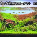 アクアリウムのセンス無い奴が高級流木で90㎝レイアウト【植栽～完成編】