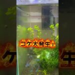コケ大発生！初心者水草水槽9日目！【30cmキューブ水槽】 #アクアリウム