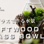 流木ガラスの中に“水の世界”を作る｜水草×淡水魚アクアリウム立ち上げASMR　Driftwood Glass Tank Build with Plants & Freshwater Fish