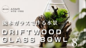 ASMRDriftwood-Glass-Tank-Build-with-Plants-Freshwater-Fish