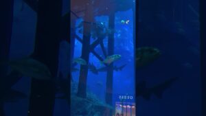 Dubai-mall-waterfall-dubaiwhaterfall
