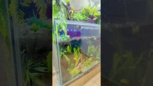Instalacion-cascada-acuario-exterior-Outdoor-aquarium-waterfall-installation-