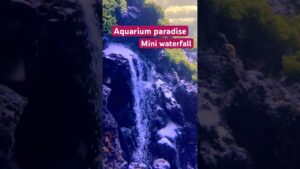 Mini-waterfall-at-Aquarium-paradise-aquarium-aquariumparadise-bangalore-reels-miniwaterfall