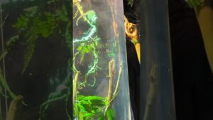 Nature-vibes-ytshorts-shorts-abudhabi-travel-