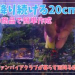 雨が降り続ける森林レイアウト水槽　＃aquarium