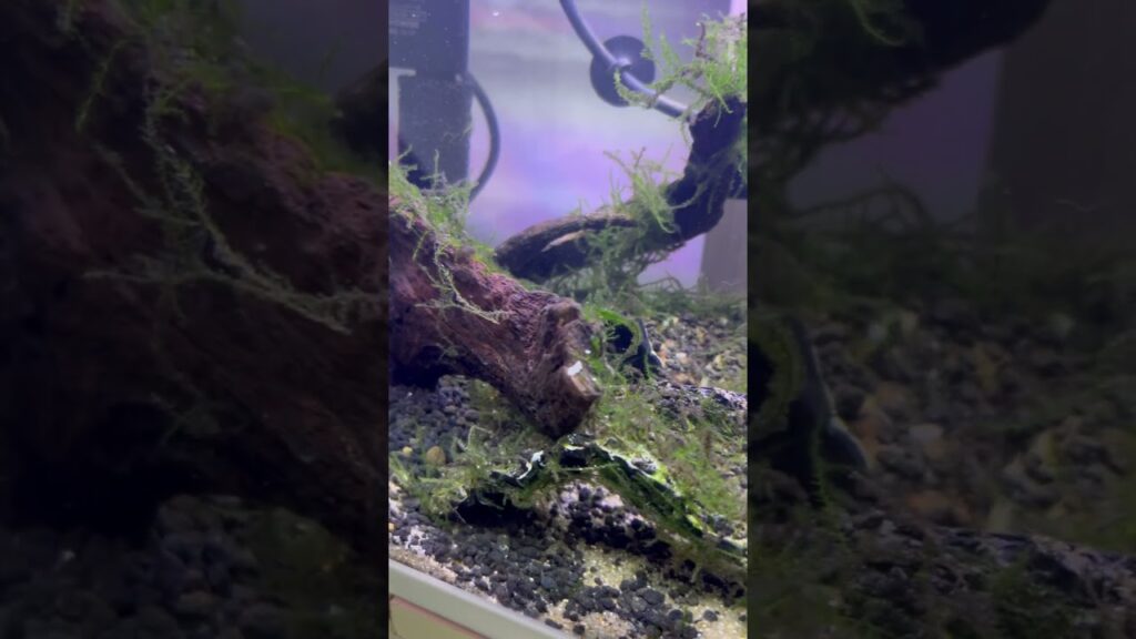aquarium-shorts