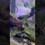 水槽掃除からのレイアウト変更 #ゼロから始める #アクアリウム #aquarium #shorts