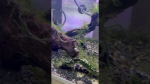 aquarium-shorts