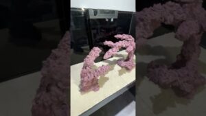 ceppo-aquarium-fish-reef-fishtank-reeftank-