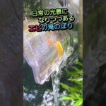エビの滝のぼり #チェリーシュリンプ #水槽 #アクアリウム