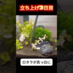 ロタラの葉が真っ白になっちゃった(汗【初心者アクアリウム】