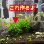 アクア初心者が南米ウィローモス活着に初挑戦！