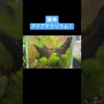ぶち込むだけアクアテラ！！#シュリンプ#アクアテラリウム #流木 #水草 #水草レイアウト #水槽