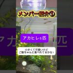 初心者レイアウト水槽🔰 メンバー紹介① #アカヒレ さん