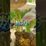 ビオトープのレイアウトを変えてみた！入れて欲しい生体やアドバイス募集中#アクアリウム #日本淡水魚 #ガサガサ #ビオトープ