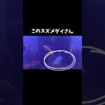 あるスズメダイのおはなし