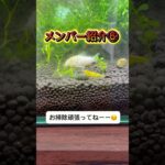 初心者レイアウト水槽🔰 メンバー紹介⑥ #チェリーシュリンプ