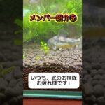 初心者レイアウト水槽🔰 メンバー紹介⑤ #コリドラス