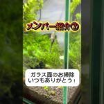 初心者レイアウト水槽🔰 メンバー紹介⑦ #オトシンクルス