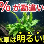ミクロソリウムを綺麗に育てたいなら、必ず光を当ててください