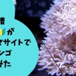 水槽初心者が某フリマサイトで格安サンゴ買ってみた