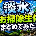 コケに悩む人必見！淡水お掃除生体まとめ #アクアリウム #水草水槽 #コケ