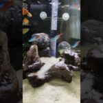 のんびりアクアリウム　これが砂の滝　それでも