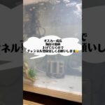 # #メダカ #熱帯魚初心者 #オスカー #アクアリウム