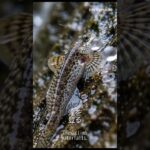 この魚、滝を登ります