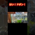 初めての水草水槽レイアウト作成！パイロットフィッシュを投入していくよ！