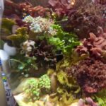 オールインワン水槽の極み　〜海水編〜