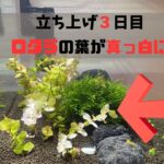 【水草水槽】ロタラの葉が真っ白に！？衝撃の原因に涙しました。