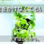 【実は簡単】外部フィルターなし！100均の植物で楽しむアクアリウムの始め方【観葉植物とアクア】