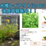 初心者水草レイアウト水槽立ち上げ1か月！今後の方針について【30cmキューブ水槽】
