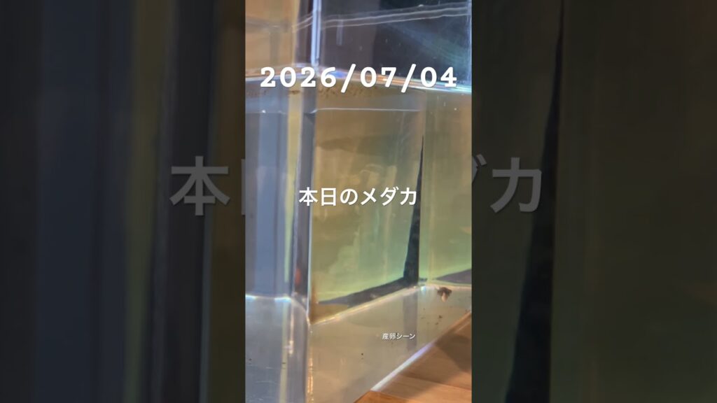 20260704-