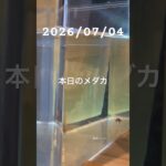 2026/07/04 #癒し #めだか #めだかのいる生活 #アクアリウム #アクアリウム初心者 #産卵