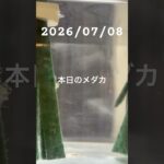 2026/07/08 #癒し #めだか #アクアリウム #めだかのいる生活 #アクアリウム初心者 #ダルマメダカ #抱卵