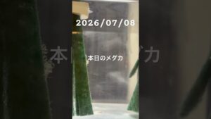 20260708-1-1