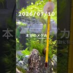 2026/07/10 #めだか #アクアリウム #アクアリウム初心者 #めだかのいる生活 #石巻貝 #癒しの時間